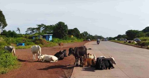 Goan cows laze at the side of the road