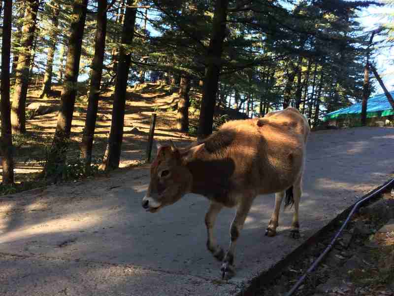 a cow at tushita meditation centre in dharamshala